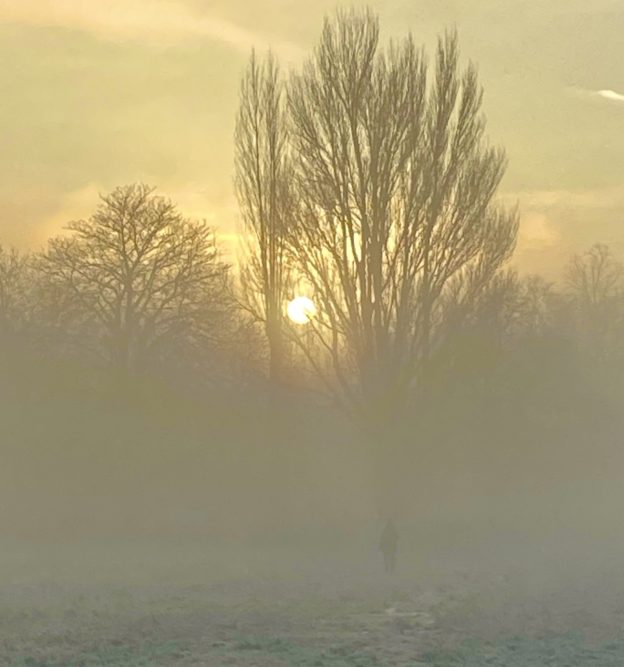 Image of trees against a misty sky